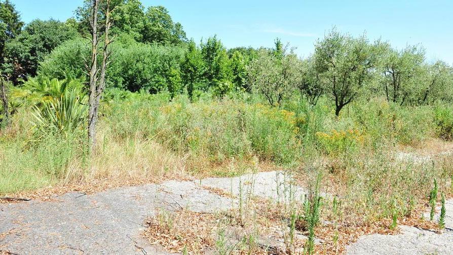 Vivai Testi, si fa strada l’idea dell’esproprio