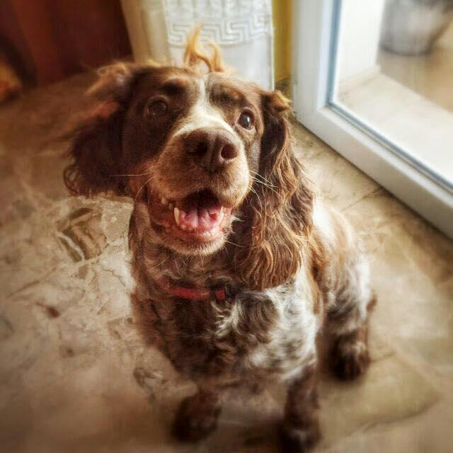 Ada, la cagnolina di 7 anni investita e uccisa in via delle Sorgenti