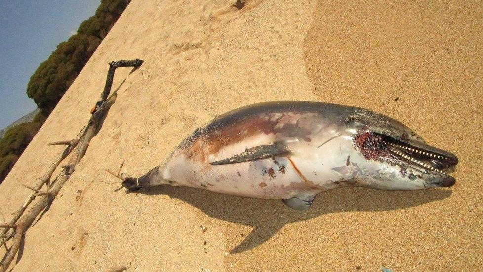 Delfino ucciso, aperta un’inchiesta 