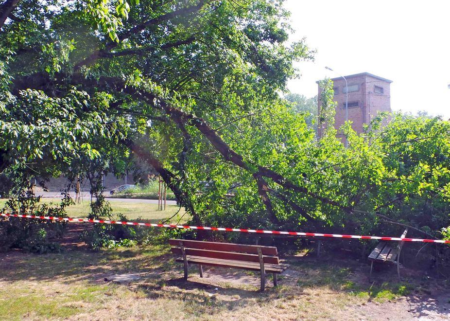 L'area dove è caduto l'albero è stata transennata