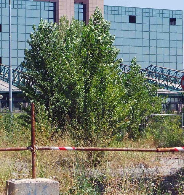 Ferrara, Palaspecchi abbandonato: «In casa abbiamo i topi» 