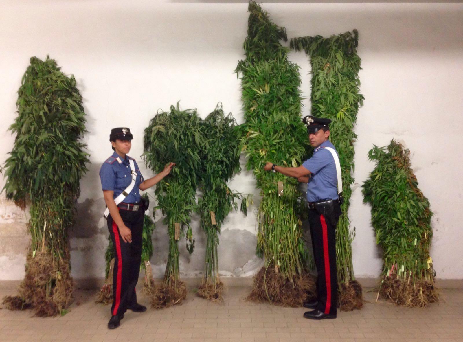 Alcune delle piante di marijuana sequestrate dai carabinieri