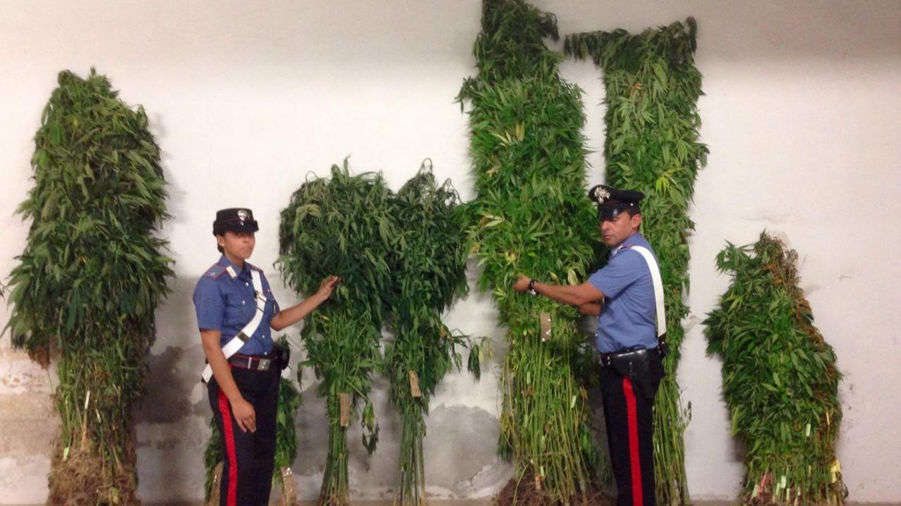 Alcune delle piante di marijuana sequestrate dai carabinieri