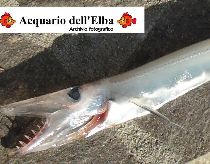 Il pesce pescato