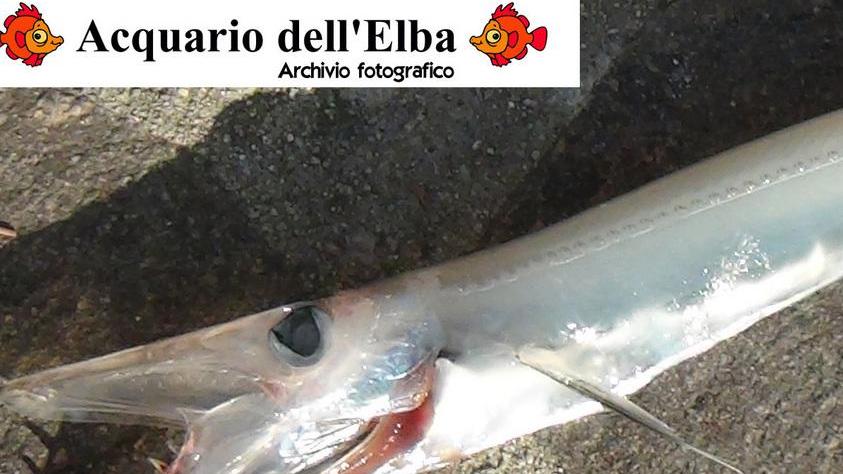 Il pesce pescato
