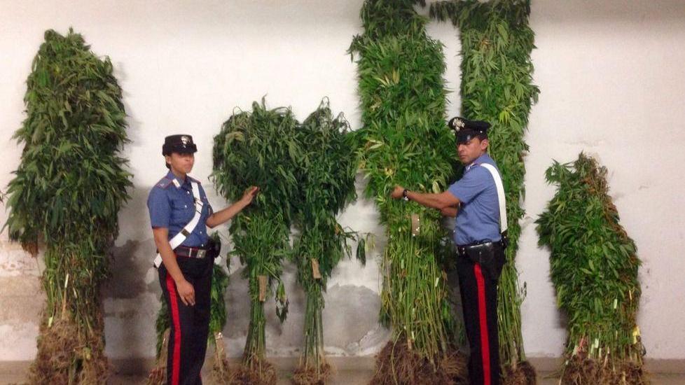 Padre e figlio coltivano marijuana 516 piante alte fino a 2,5 metri