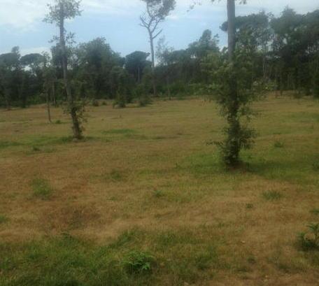 Duemila nuove piante nel parco della Versiliana 