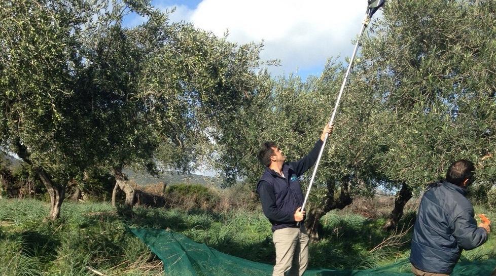 Oliva nera di Oliena, un marchio a tutela della sua specialità 