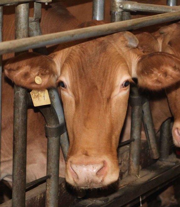 Meno latte e uova per il grande caldo Danni per 14 milioni