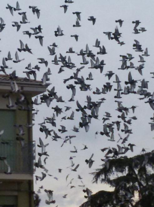 Bondeno mobilitata contro l’anomala invasione di piccioni 