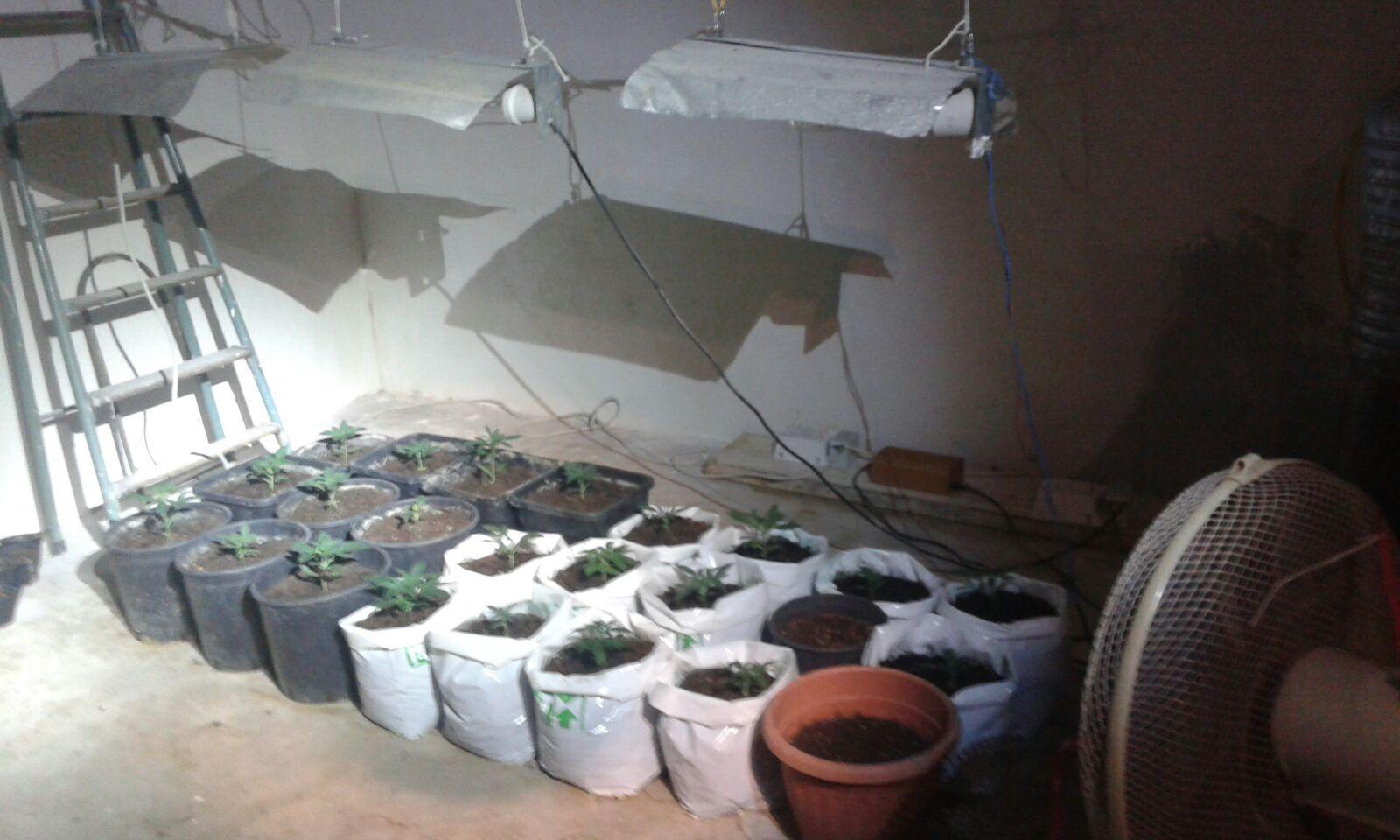 Cagliari, serra di cannabis in casa: l'odore arriva in strada e gli agenti intervengono