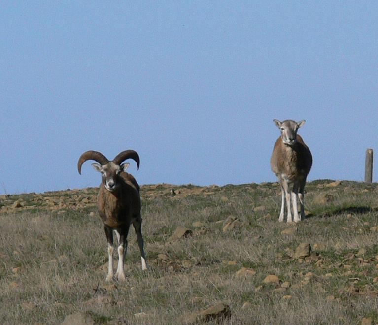 Le lupe scompaiono dal Parco faunistico senza lasciare eredi 