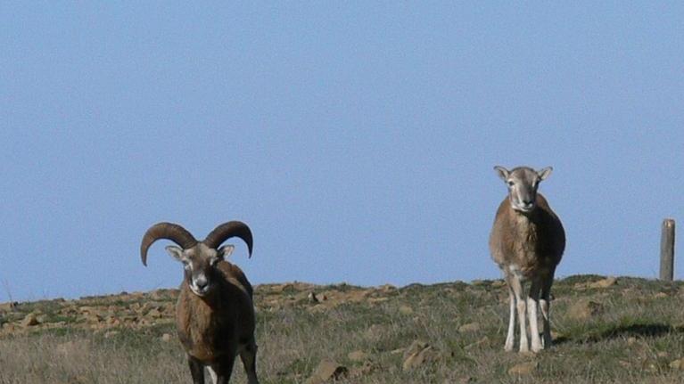 Le lupe scompaiono dal Parco faunistico senza lasciare eredi