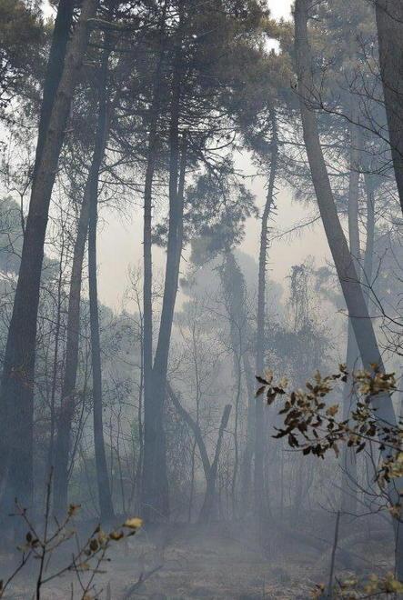 Incendio nella Pineta di Levante 