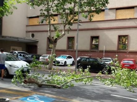 Vento forte, ramo cade su un’auto 