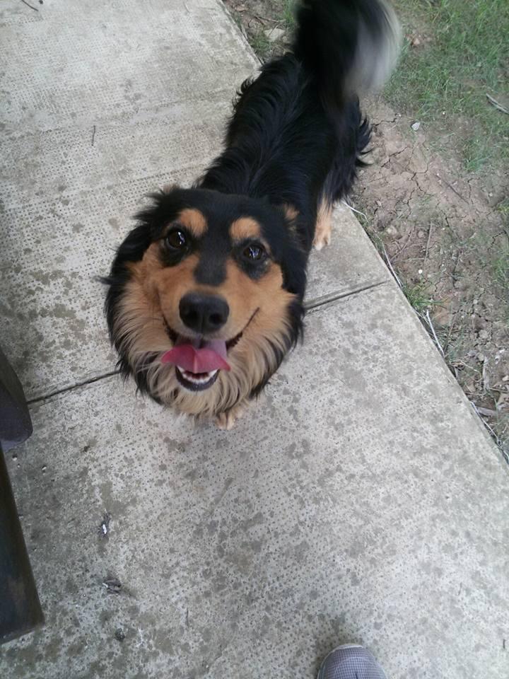 Montecchio, cane con il collare recuperato in via Cavour