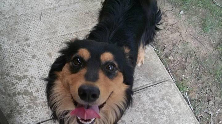 Montecchio, cane con il collare recuperato in via Cavour