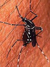 Zanzara tigre la prevenzione è un obbligo