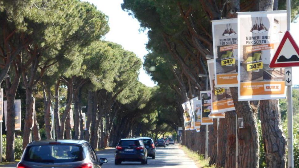 I pini ridicolizzati dalla pubblicità