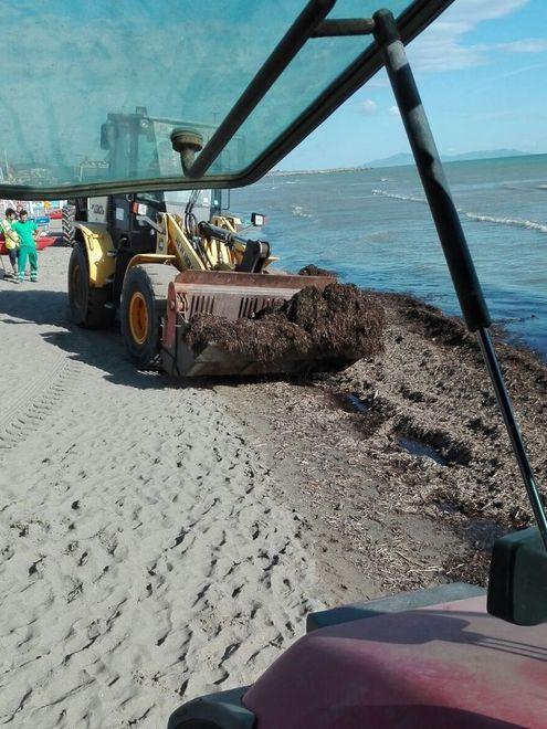 Alghe in spiaggia, via alla pulizia 
