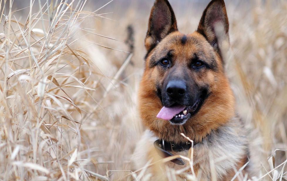 I suoi cani abbaiano troppo, multata 