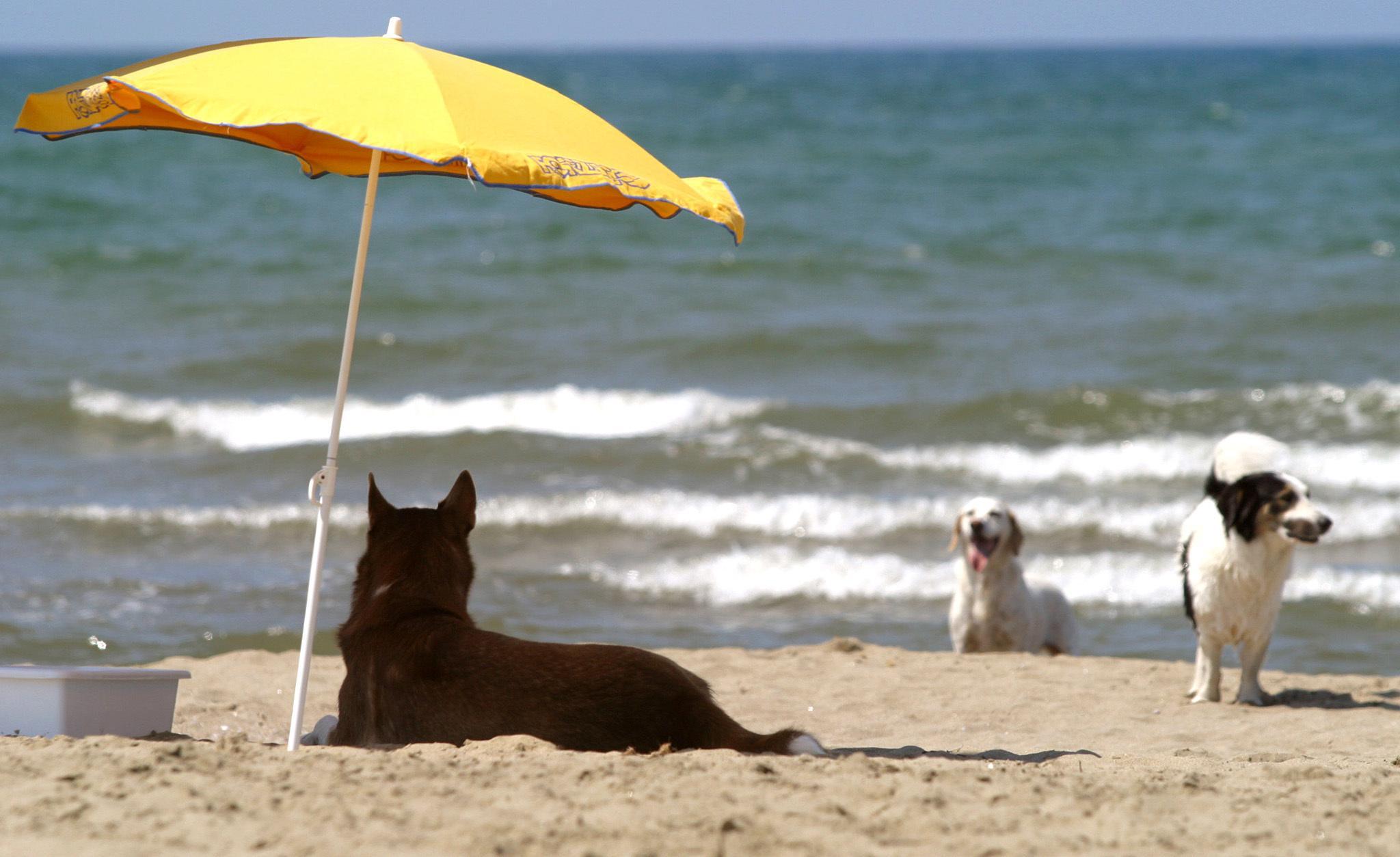 Cani in spiaggia? Istruzioni per l'uso 