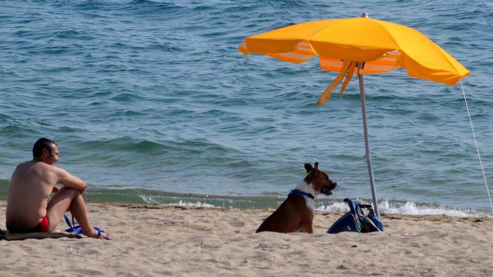 Serve una vera spiaggia per cani