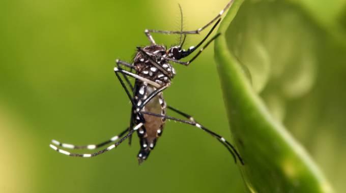 Sospetto caso di Zika, disinfestazione in zona Sigonio 