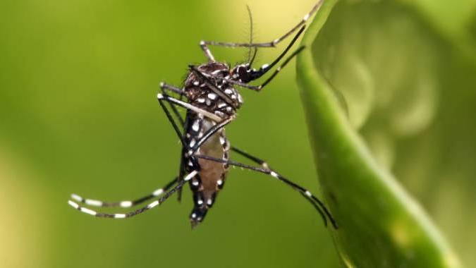 Sospetto caso di Zika, disinfestazione in zona Sigonio