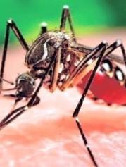 Virus Zika, è negativo il caso sospetto a Modena 