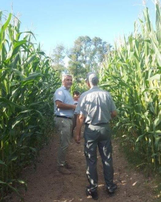 A caccia di premi nel maxi labirinto tra i campi di mais 