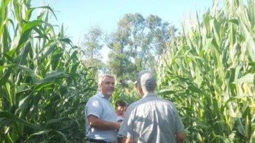 A caccia di premi nel maxi labirinto tra i campi di mais