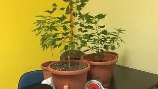 marijuana