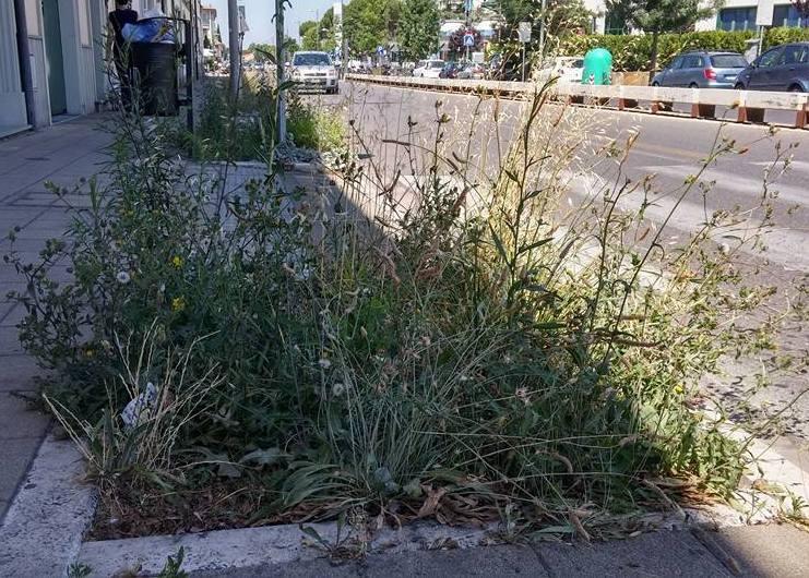 Sporco e cespugli nel viale Boccaccio