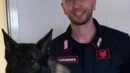 Il fiuto di Roy scova la cocaina nascosta in pineta