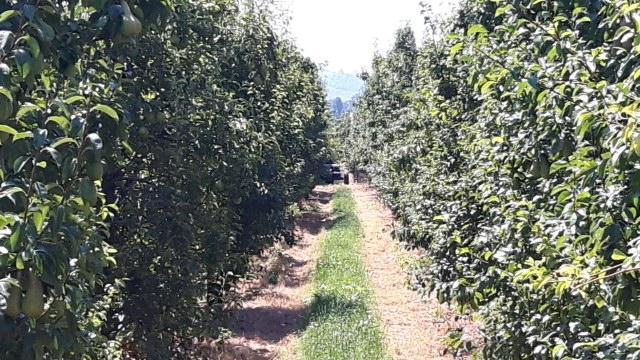 Vignola, precipita e muore mentre raccoglie le pere