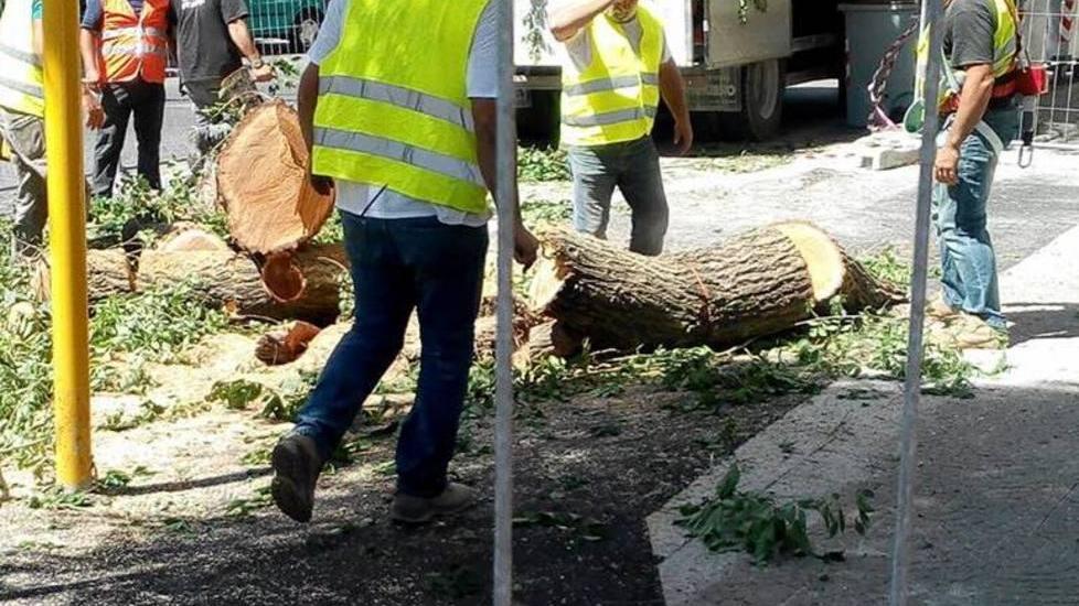 «Ciclabili, ripianteremo gli alberi tagliati a Sassari» 