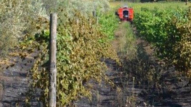 Fiamme in campagna, distrutta oliveta