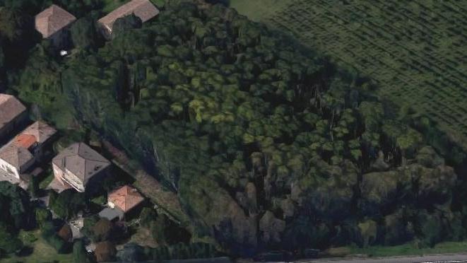 Appello al Comune: «Salvate il pioppeto di via Omboni»