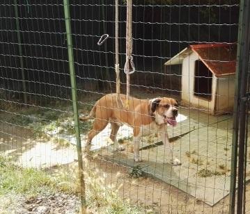 È guerra nel quartiere di Sassuolo: «Il cane non ci fa dormire» 
