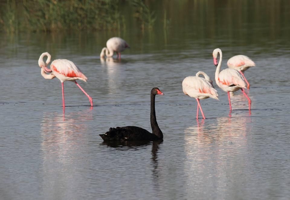 Il cigno nero nello stagno di Santa Giusta (foto Fabrizio Melis)