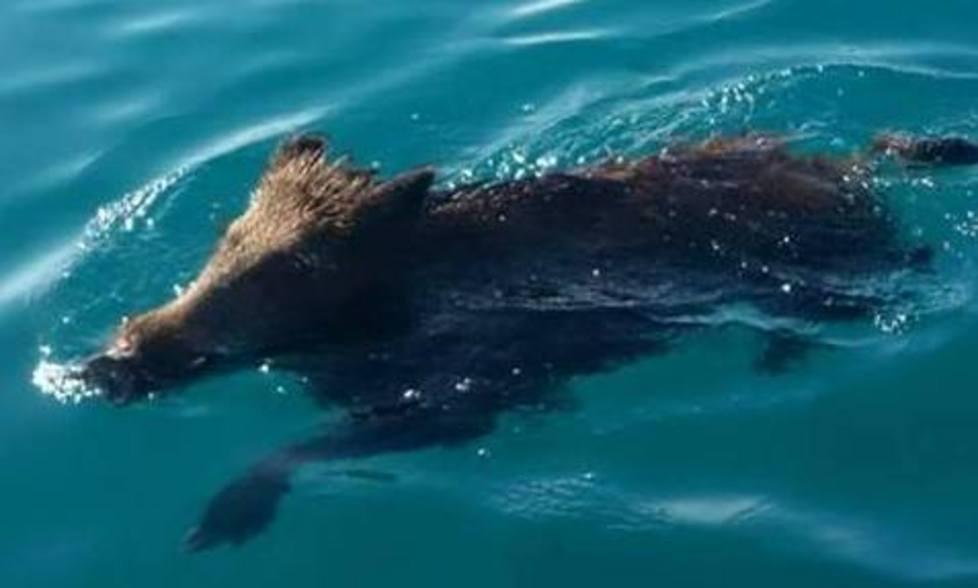 Cinghiale fa il bagno poi fugge sul lungomare 