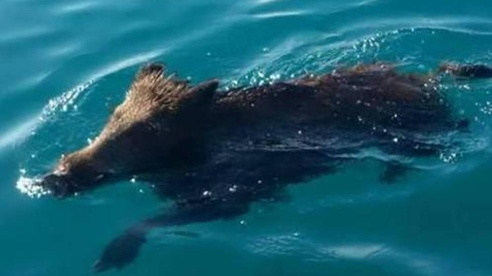 Cinghiale fa il bagno poi fugge sul lungomare