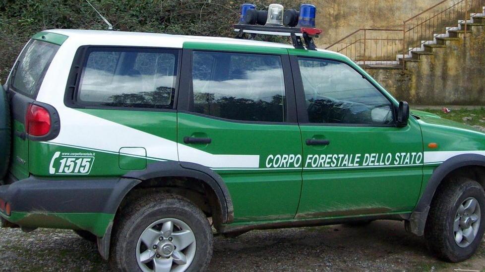 Sosta vietata in pineta, raffica di multe
