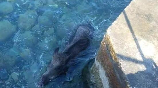 Cinghiale-show nuotata e fuga al mare di Caletta