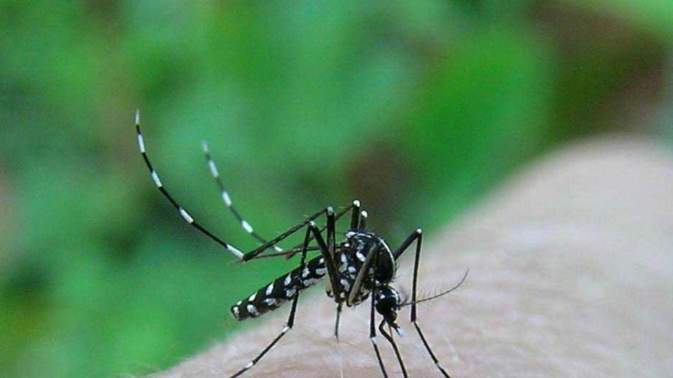 Si ammala di Chikungunya di ritorno dal Brasile