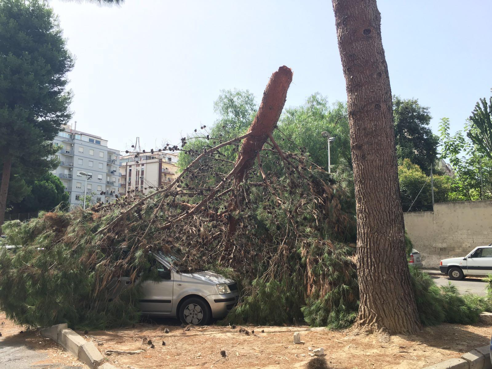 Il ramo di pino crollato su sette auto in via Capula (foto Mario Rosas)