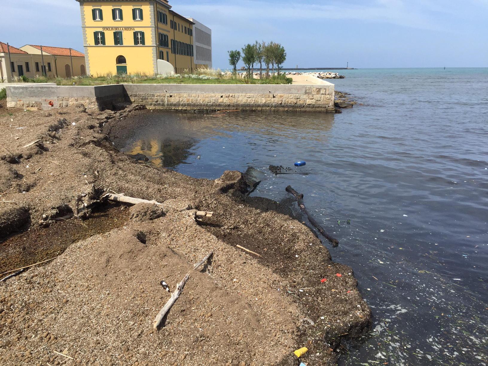Grandi pulizie alla spiaggia della Bellana: saranno tolte tutte le alghe