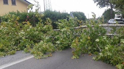 L'albero caduto a Piano di Conca