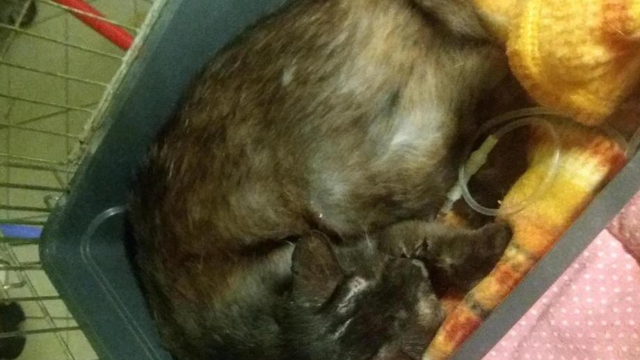 Gattina ferita con pallini da caccia